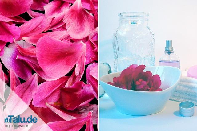 Rosenwasser herstellen: Haltbarkeitsdauer und Aufbewahrung Rosenwasser herstellen: Haltbarkeitsdauer und Aufbewahrung
