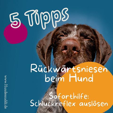 Rückwärtshusten beim Hund: Was tun? Rückwärtshusten beim Hund: Was tun?