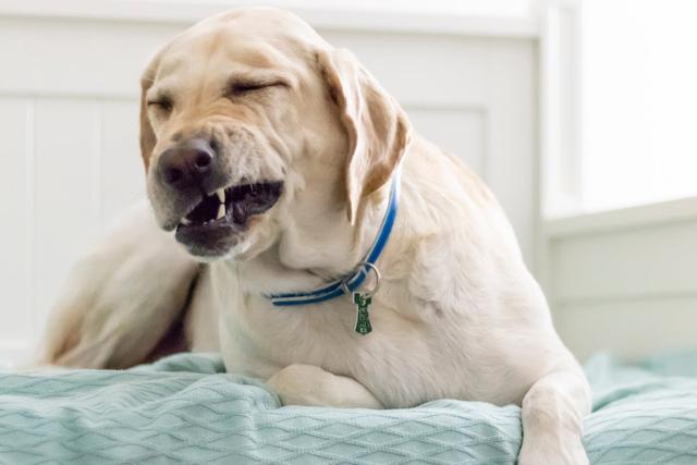 Ursachen und Behandlung von Rückwärtsniesen bei Hunden Ursachen und Behandlung von Rückwärtsniesen bei Hunden