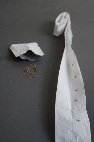 Praktische Anleitung: Saatband aus Klopapier selber machen für die Gemüseaussaat