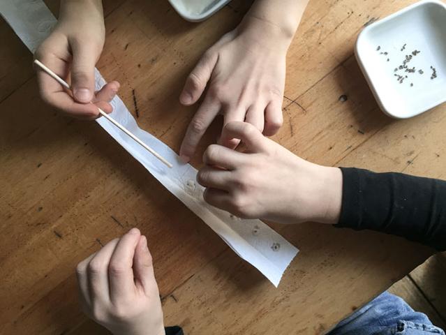 Gemüsebeet leicht gemacht: Saatbänder selber basteln und Zeit sparen