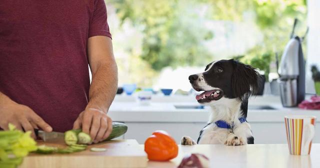 Sicherheit beim Verfüttern von Salatgurken an Hunde: Tipps und Hinweise. Sicherheit beim Verfüttern von Salatgurken an Hunde: Tipps und Hinweise.