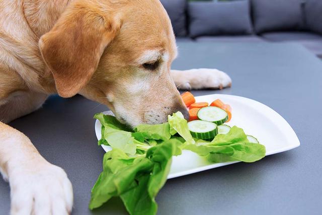 Sind Salatgurken für Hunde geeignet? Die Fakten. Sind Salatgurken für Hunde geeignet? Die Fakten.