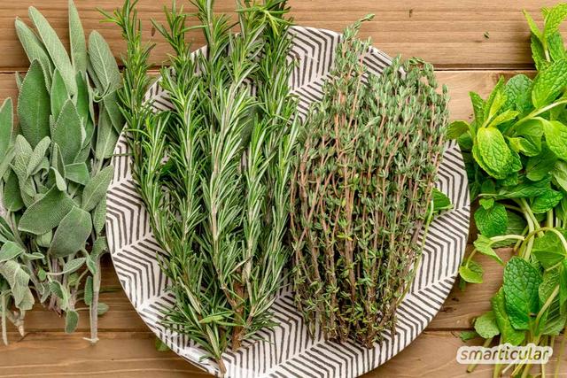 Natürliche Alternative: Saunaaufguss selbst herstellen mit ätherischen Ölen oder frischen Kräutern Natürliche Alternative: Saunaaufguss selbst herstellen mit ätherischen Ölen oder frischen Kräutern