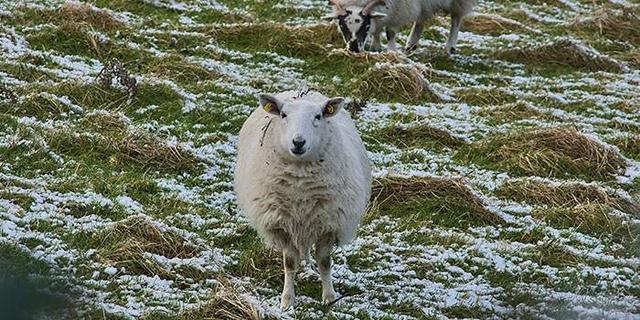 Wetterphänomen Schafskälte 2023: Wann ist mit Kälteeinbruch zu rechnen?