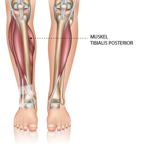 Schienbeinkantensyndrom: Ursachen, Symptome und Behandlungsmöglichkeiten Schienbeinkantensyndrom: Ursachen, Symptome und Behandlungsmöglichkeiten