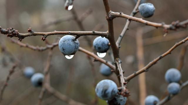 Schlehenlikör selber machen: Eine Anleitung für das perfekte Wintergetränk Schlehenlikör selber machen: Eine Anleitung für das perfekte Wintergetränk