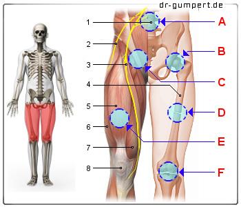 Können Ischiasschmerzen in den vorderen Oberschenkel ausstrahlen?
