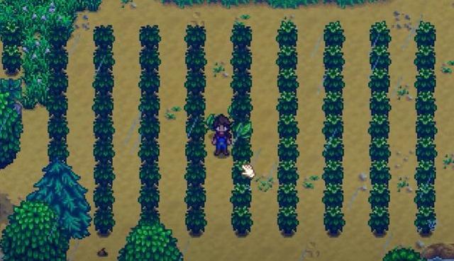 Update 1.4: Warum Teebäumchen die lukrativste Ernte in Stardew Valley sind