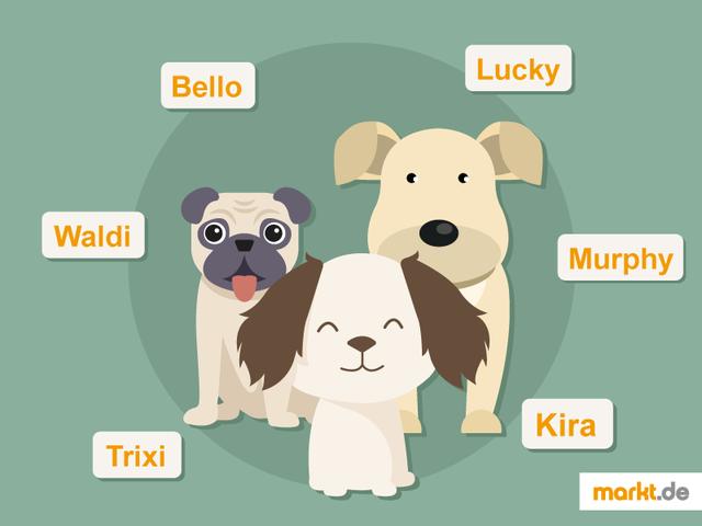 Besondere Hundenamen mit Bedeutung: Geben Sie Ihrem Hund einen einzigartigen Namen