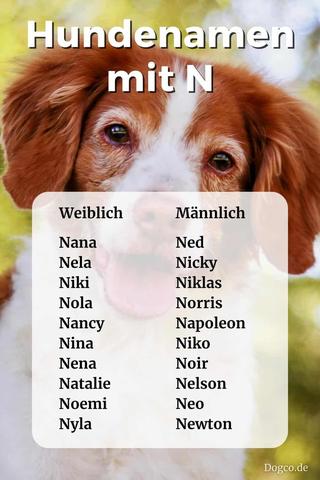 Niedliche Hundenamen und ihre Bedeutungen: Lassen Sie sich inspirieren