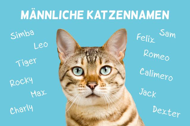Bedeutungsvolle Katzennamen: Klangvolle Namen für Ihre Samtpfote