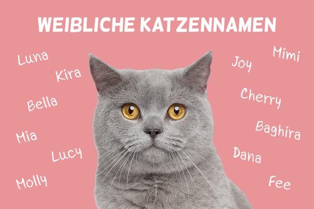 Die schönsten weiblichen Katzennamen mit Bedeutung und Charakter