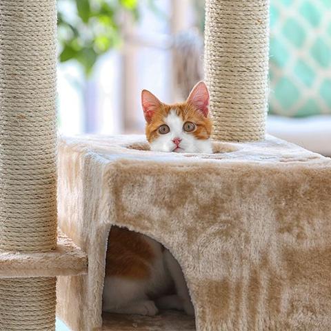 Kreativ werden: Kratzbaum selber bauen und die Bedürfnisse Ihrer Katze erfüllen Kreativ werden: Kratzbaum selber bauen und die Bedürfnisse Ihrer Katze erfüllen