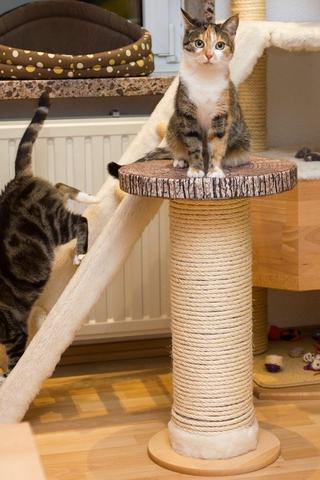 Kratzbaum selber bauen: So gelingt der individuelle Katzen-Traum Kratzbaum selber bauen: So gelingt der individuelle Katzen-Traum