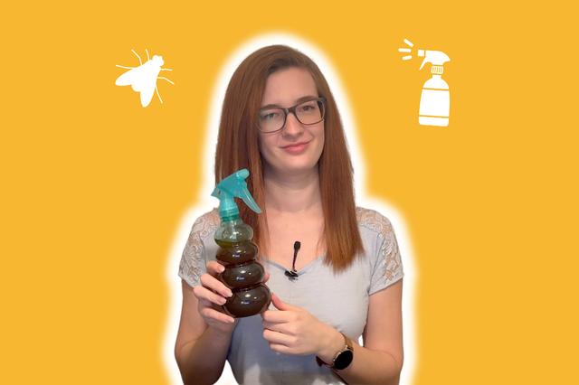 Selbstgemachtes Fliegenspray: Günstige Alternative zum Kauf Selbstgemachtes Fliegenspray: Günstige Alternative zum Kauf