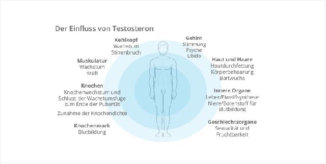 Hormoneller Einfluss auf den Sexualtrieb bei Männern im mittleren Lebensalter Hormoneller Einfluss auf den Sexualtrieb bei Männern im mittleren Lebensalter