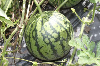 Sichere Tipps für den Anbau von Melonen Sieu Thi Do Noi That