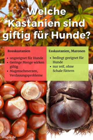 Vorsicht beim Fressen von Kastanien: Risiken für Hunde Vorsicht beim Fressen von Kastanien: Risiken für Hunde