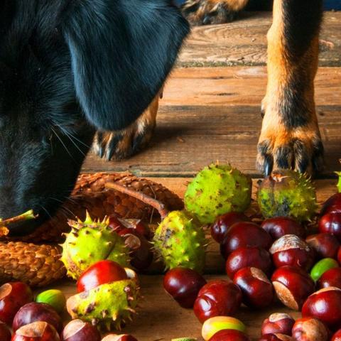 Giftige Kastanien für Hunde: Worauf Hundebesitzer achten sollten Giftige Kastanien für Hunde: Worauf Hundebesitzer achten sollten
