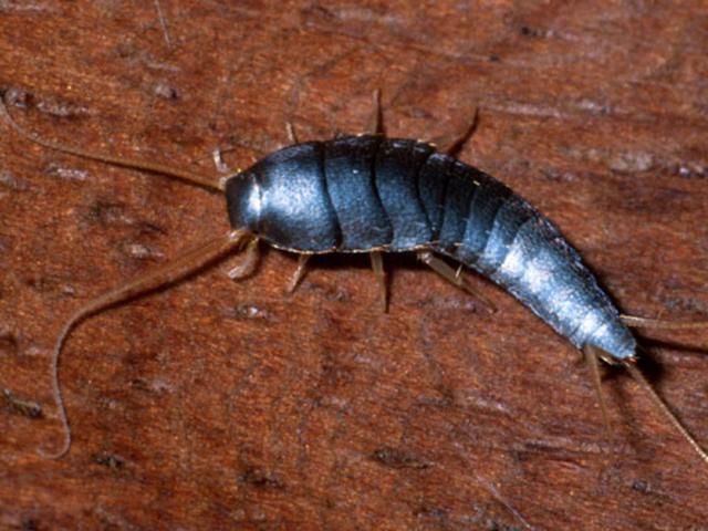 Wann wird ein Silberfischbefall zum Schädlingsbefall?