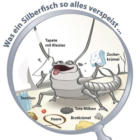Expertentipps: So werden Sie eine Plage von Silberfischen los