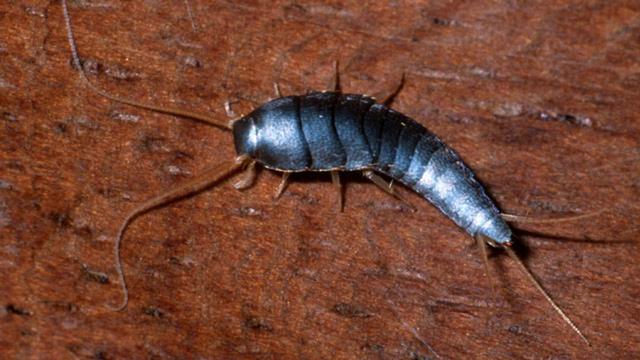 Dauerhafte Lösung: Fraßgel zur nachhaltigen Bekämpfung von Silberfischen