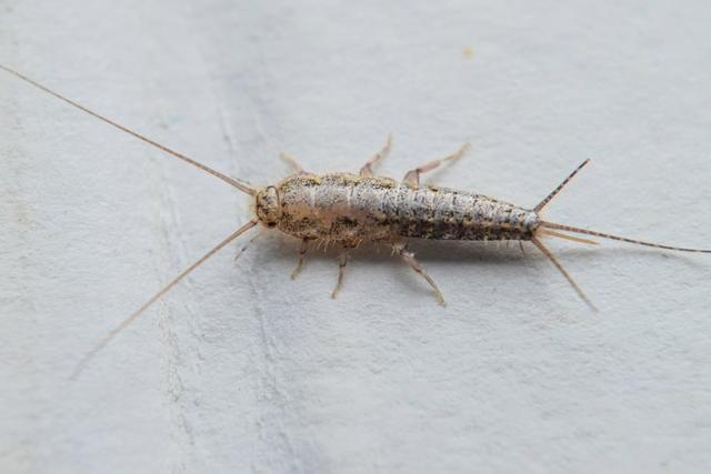 Luftfeuchtigkeit senken und Nahrungsquellen reduzieren: Der Schlüssel zur Bekämpfung von Silberfischen Luftfeuchtigkeit senken und Nahrungsquellen reduzieren: Der Schlüssel zur Bekämpfung von Silberfischen