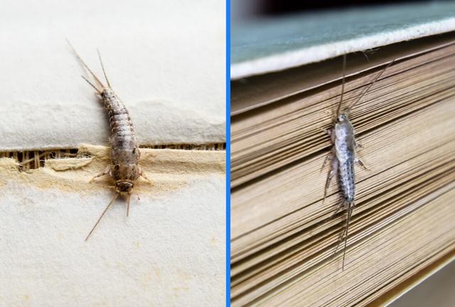 Papierfischchen und Silberfische: Unterschiede, Bekämpfungsmethoden und Vorbeugungstipps Papierfischchen und Silberfische: Unterschiede, Bekämpfungsmethoden und Vorbeugungstipps