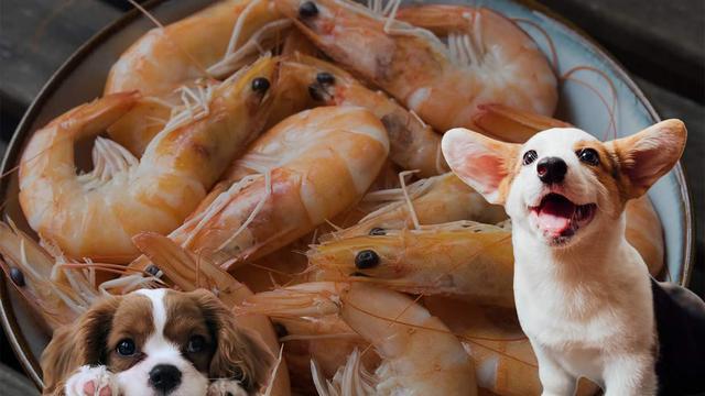 Garnelen für Hunde: Gesundheitliche Vorteile und Risiken Garnelen für Hunde: Gesundheitliche Vorteile und Risiken