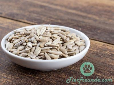 Die richtige Dosierung: Wie viele Sonnenblumenkerne darf mein Hund essen?