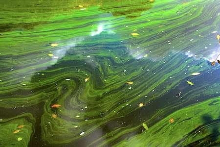 So erkennst du Blaualgen im Wasser: Aussehen und Merkmale