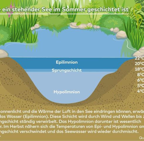 Die Optik von Blaualgen: Wie sehen sie aus und woran erkennt man sie?