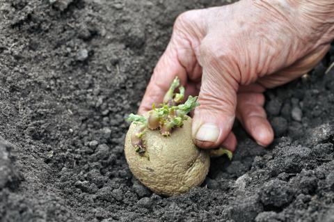 Frühkartoffeln vorziehen und einpflanzen: So gelingt eine frühe Ernte