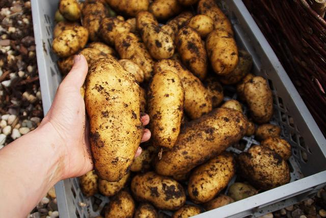 Alte Kartoffelsorten entdecken: Vielfalt und Geschmackserlebnis im eigenen Garten