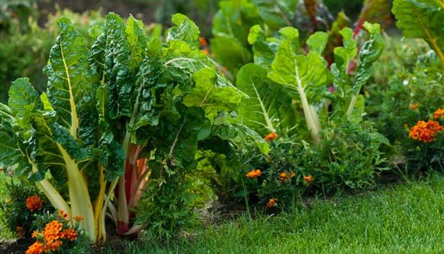 Mischkultur beim Gemüseanbau: Die richtigen Pflanzpartner für Kartoffeln finden