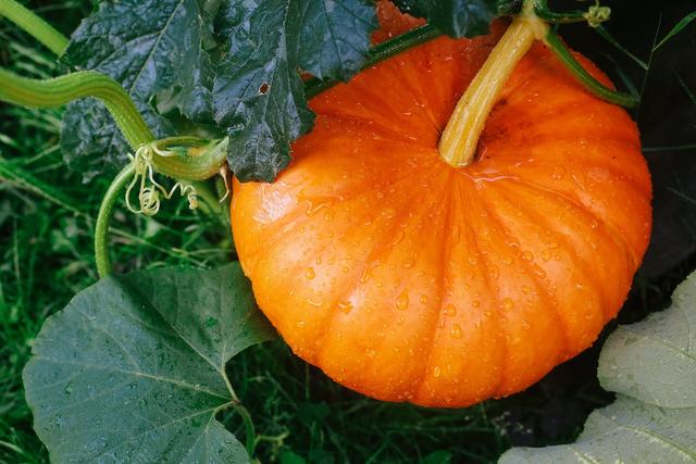 Gefährliche Kreuzungen vermeiden: Sicherer Anbau von Kürbissen im eigenen Garten