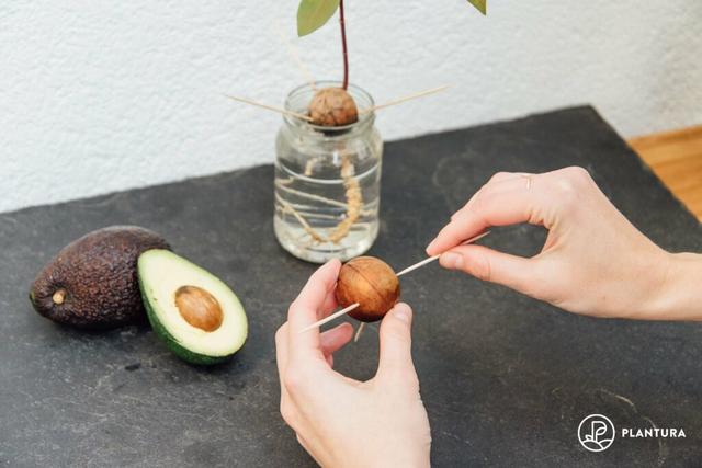 Avocado-Zucht leicht gemacht: Erfolgreich eigene Früchte ernten