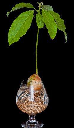 Avocado selber züchten: Tipps für eine erfolgreiche Anzucht