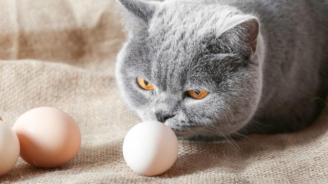 Können Katzen rohe Eier essen? Was Sie über die Ernährung Ihrer Samtpfote wissen sollten Können Katzen rohe Eier essen? Was Sie über die Ernährung Ihrer Samtpfote wissen sollten