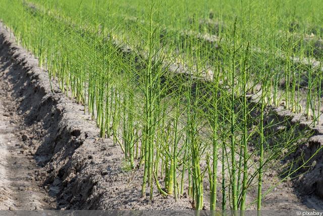 Spargel selbst anbauen: Vom Pflanzen bis zur Ernte