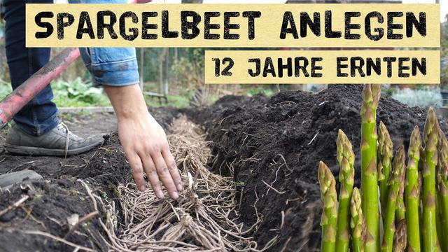 Der Weg zum eigenen Spargelbeet: Anleitung für den erfolgreichen Anbau