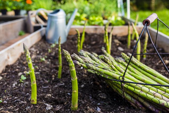 Spargel selber anbauen Tipps für eine erfolgreiche Ernte Sieu Thi