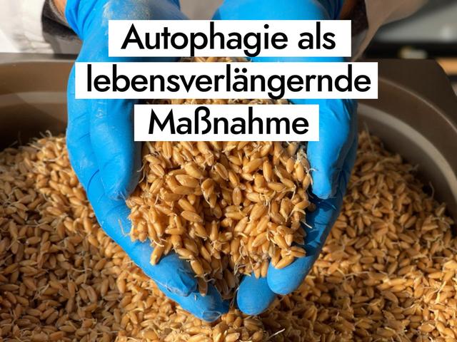 Die Rolle von Spermidin bei der Autophagie und Zellreinigung Die Rolle von Spermidin bei der Autophagie und Zellreinigung