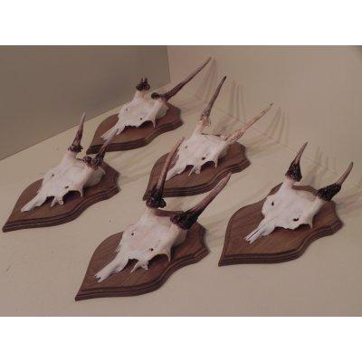 Spießer in der Jägersprache: Ein kräftig entwickeltes Geweih beim Hirsch