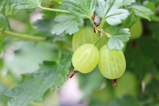 Stachelbeeren ernten: Tipps zur Bestimmung der Reifezeit Stachelbeeren ernten: Tipps zur Bestimmung der Reifezeit