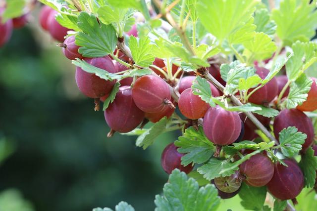 Die optimale Erntezeit für Stachelbeeren: Wann sollten sie gepflückt werden? Die optimale Erntezeit für Stachelbeeren: Wann sollten sie gepflückt werden?