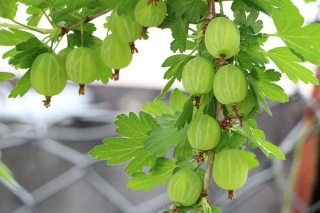 Stachelbeeren richtig ernten: Wann sind sie vollreif und aromatisch? Stachelbeeren richtig ernten: Wann sind sie vollreif und aromatisch?