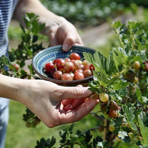 Der ideale Zeitpunkt für die Ernte von Stachelbeeren Der ideale Zeitpunkt für die Ernte von Stachelbeeren