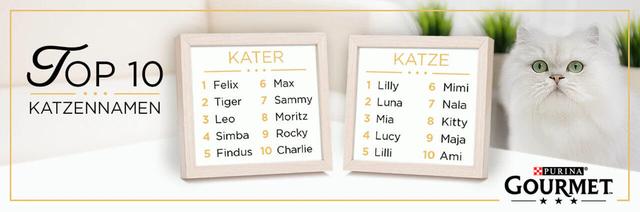 Starker Kater, starker Name: Bedeutungsvolle Namen für männliche Katzen